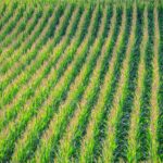 cornfield, corn, field, corn plants, landscape, corn, corn, corn, corn, corn