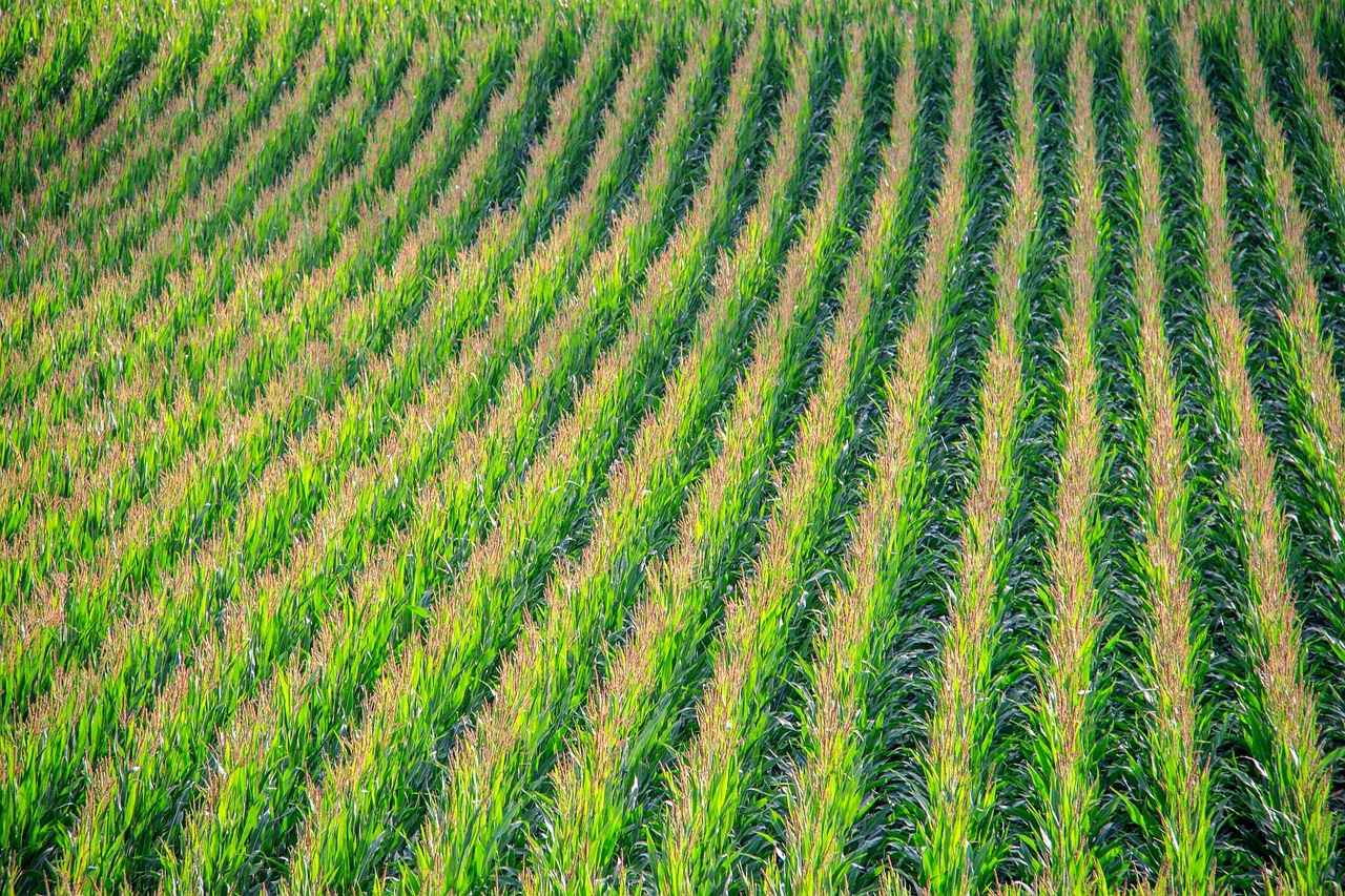 cornfield, corn, field, corn plants, landscape, corn, corn, corn, corn, corn