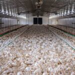 A large flock of chickens inside a modern poultry farm facility.