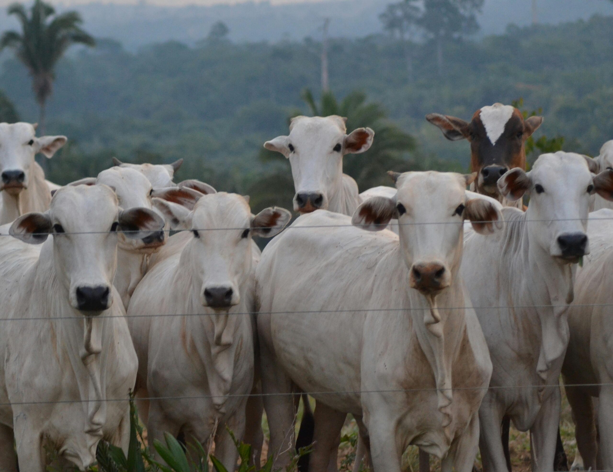 Group of Nelore cattle standing behind a fence on a ranch with a forested backdrop.